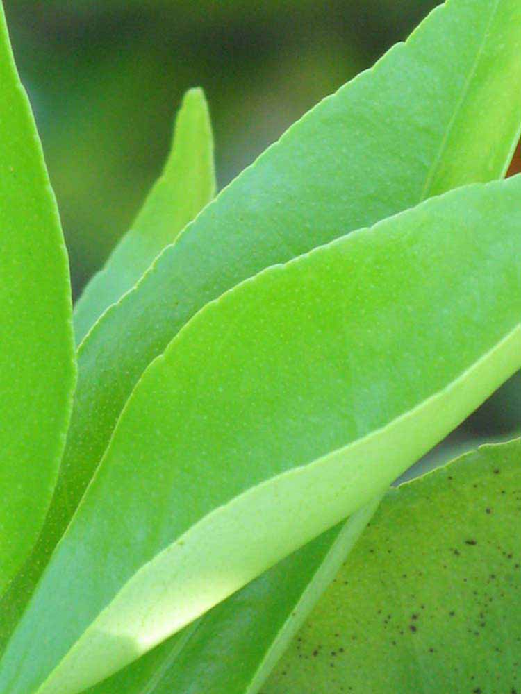              Shade leaves (Winter Haven, FL)       